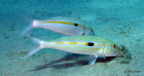Yellowstripe goatfish .